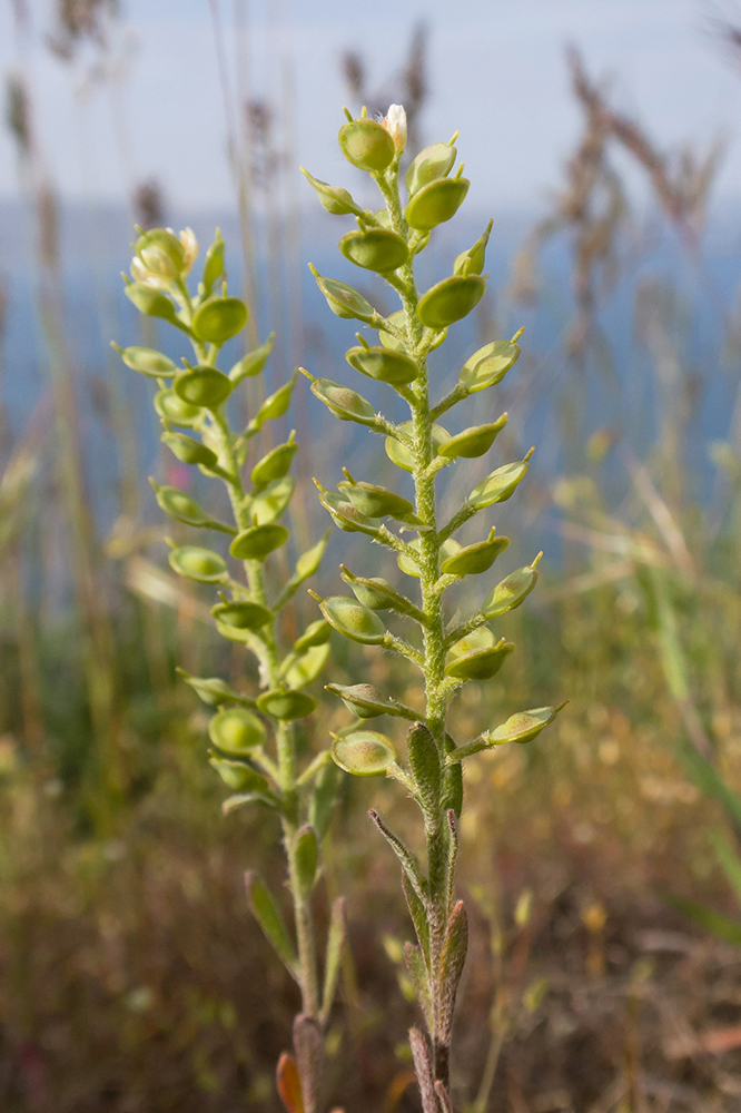 Изображение особи Alyssum turkestanicum var. desertorum.