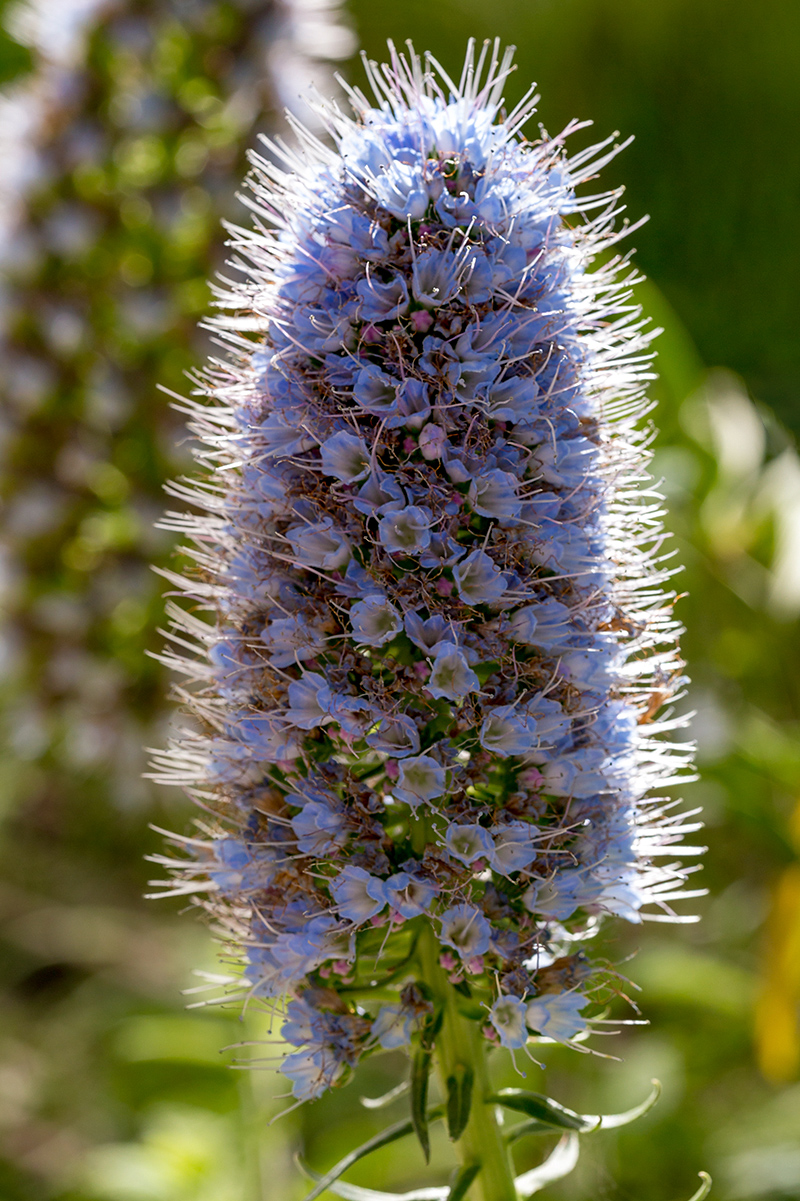 Изображение особи Echium acanthocarpum.