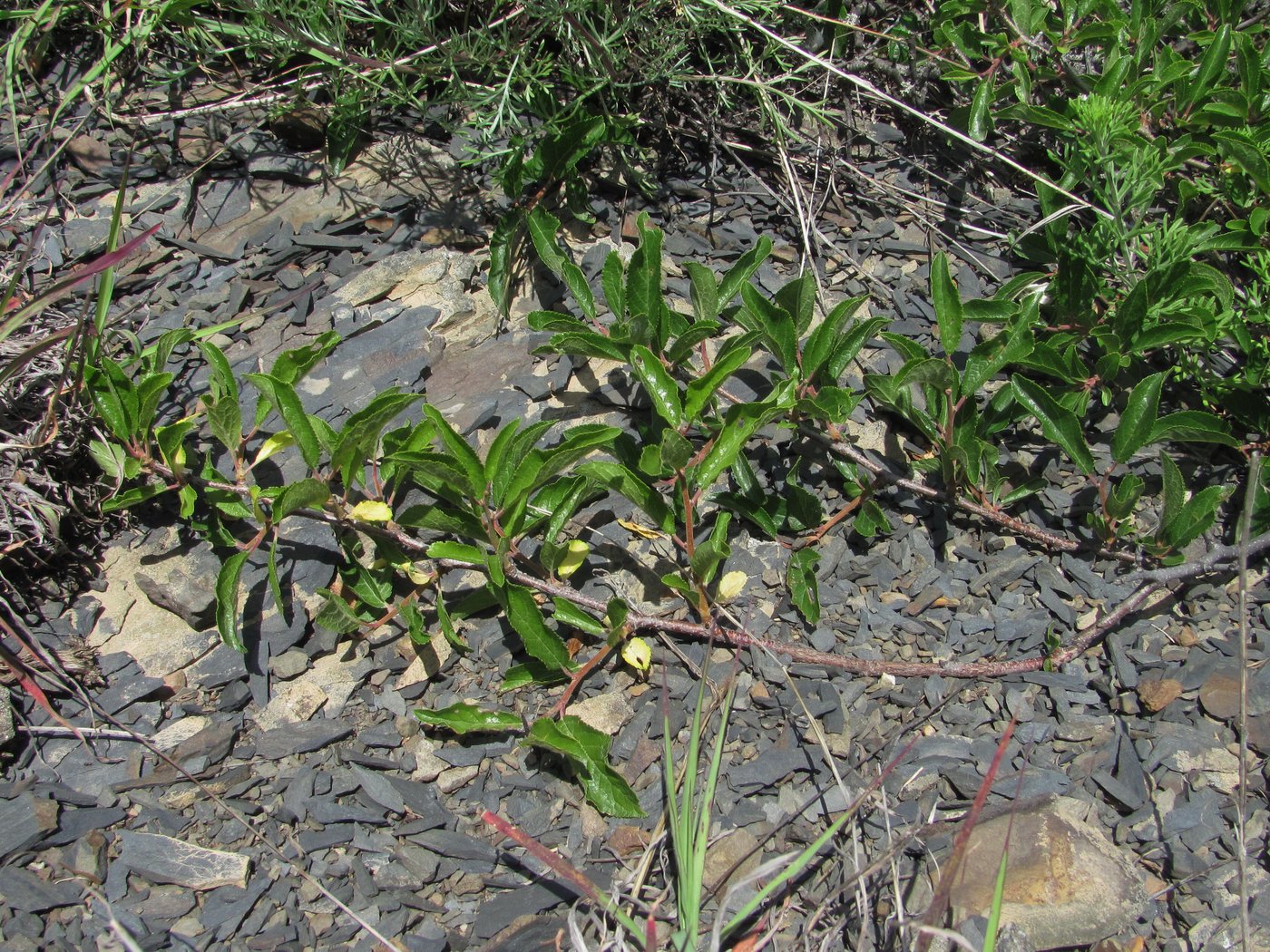 Image of Prunus spinosa specimen.