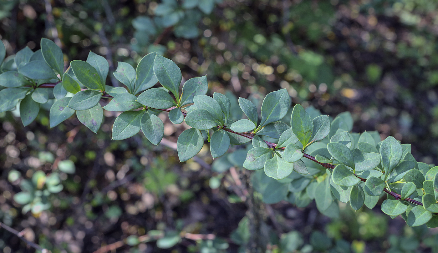 Image of Berberis thunbergii specimen.