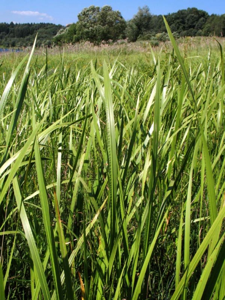 Image of Acorus calamus specimen.