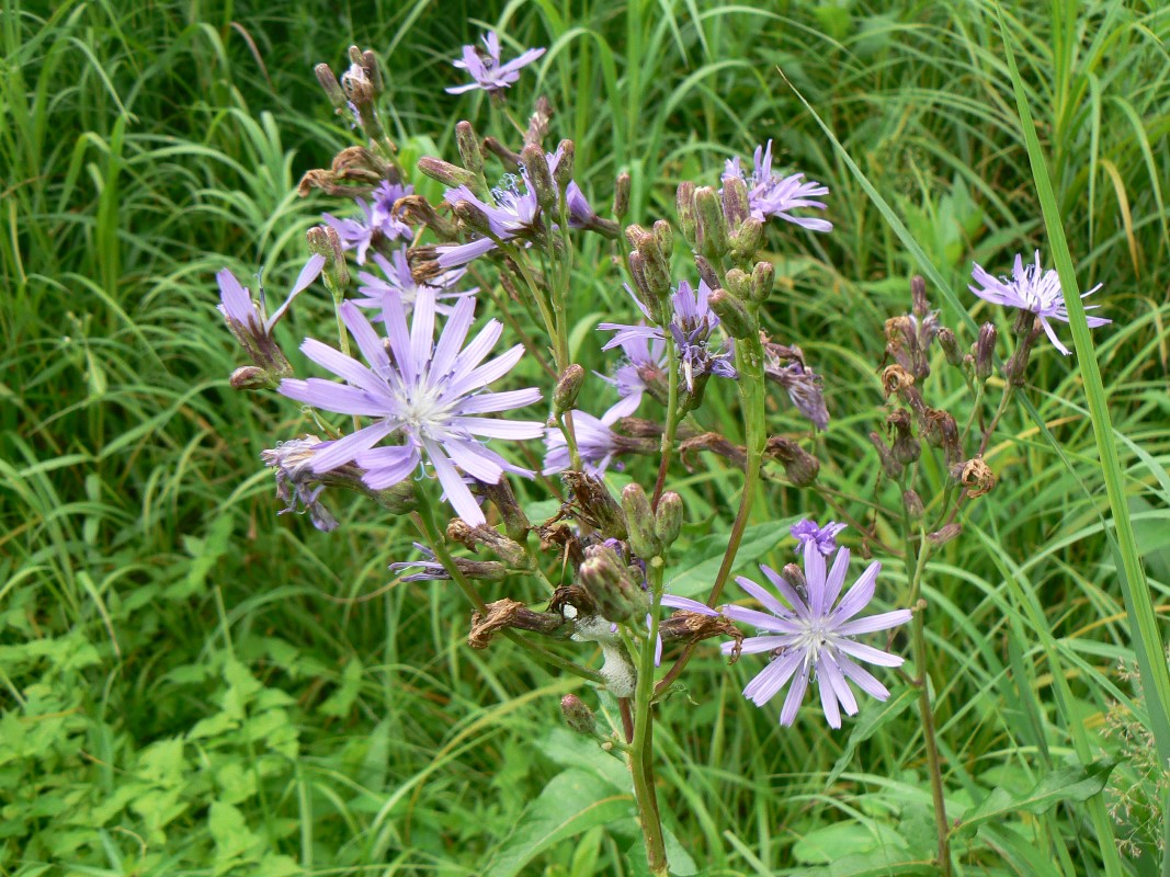 Изображение особи Lactuca sibirica.