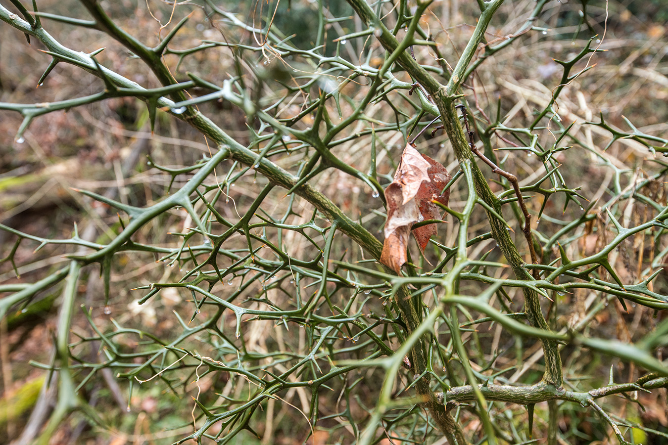 Изображение особи Poncirus trifoliata.