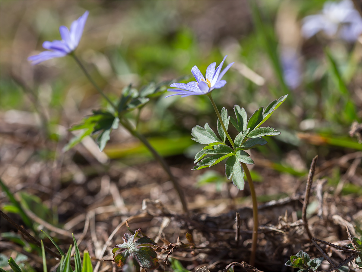 Изображение особи Anemone caucasica.