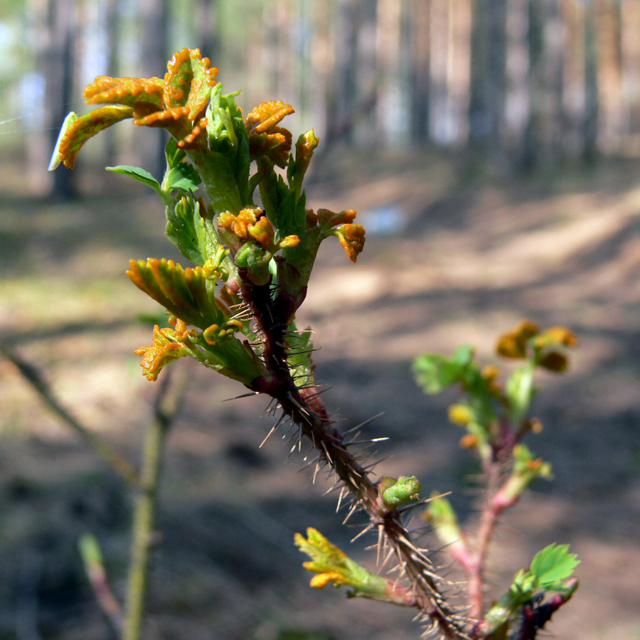 Image of Rosa acicularis specimen.