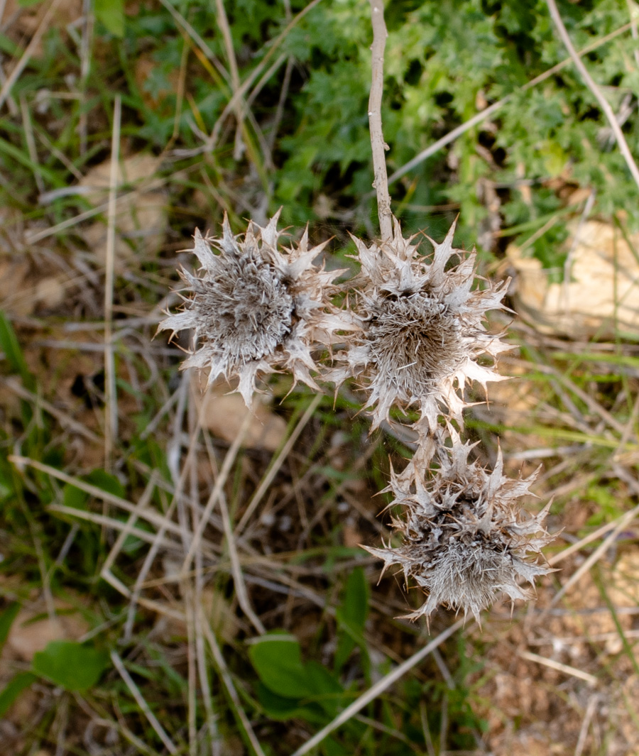 Image of Carlina libanotica specimen.