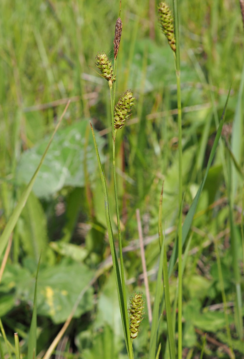 Image of Carex diluta specimen.