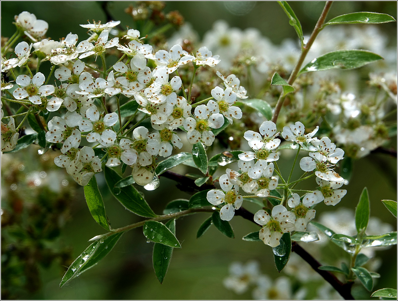 Image of Spiraea × cinerea specimen.