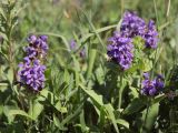 Prunella grandiflora. Верхушки цветущих растений. Горный Крым, Северная Демерджи, луговая степь. 16.07.2022.