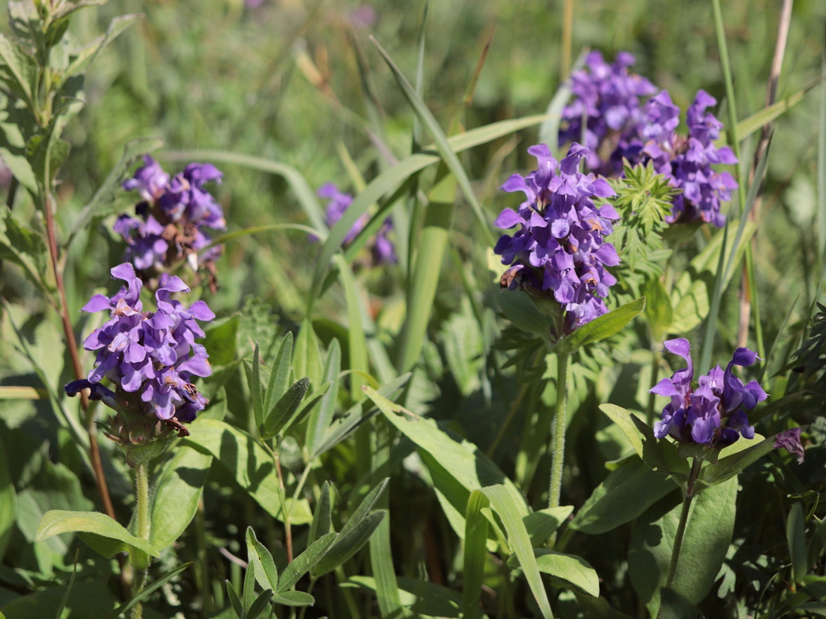 Image of Prunella grandiflora specimen.