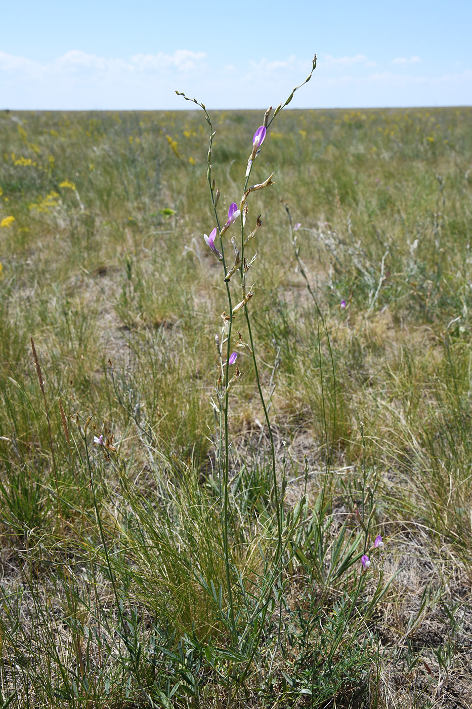 Изображение особи Astragalus kustanaicus.