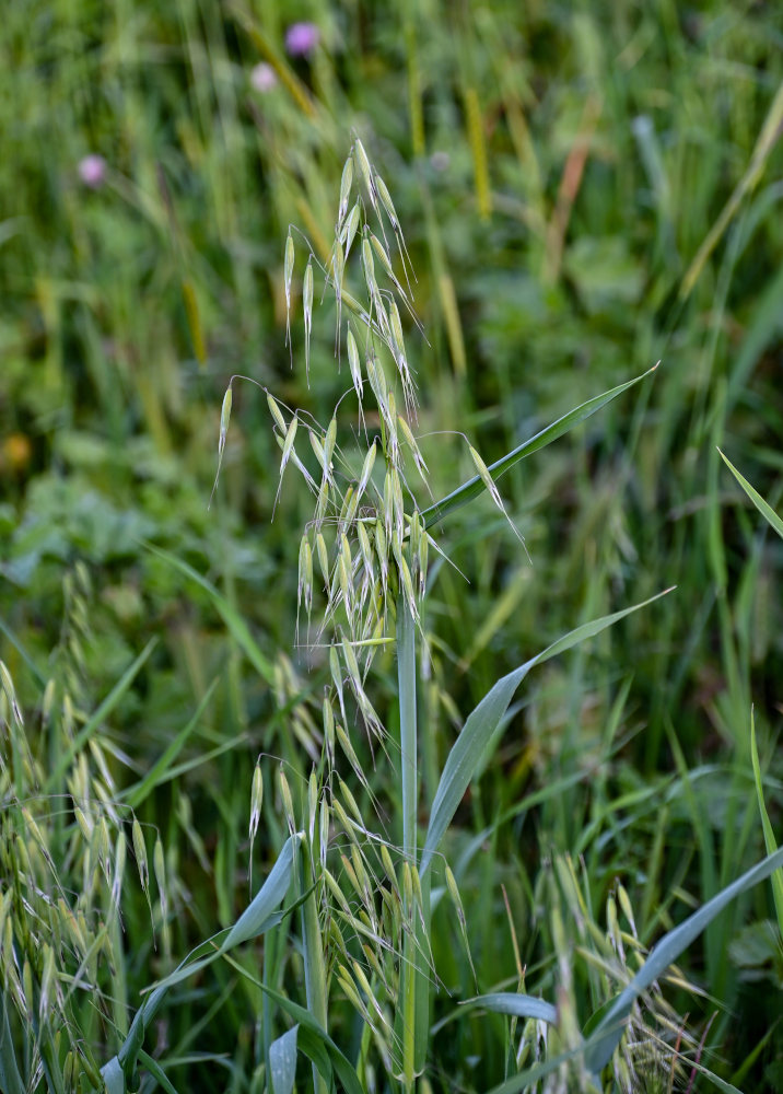 Image of Avena fatua specimen.