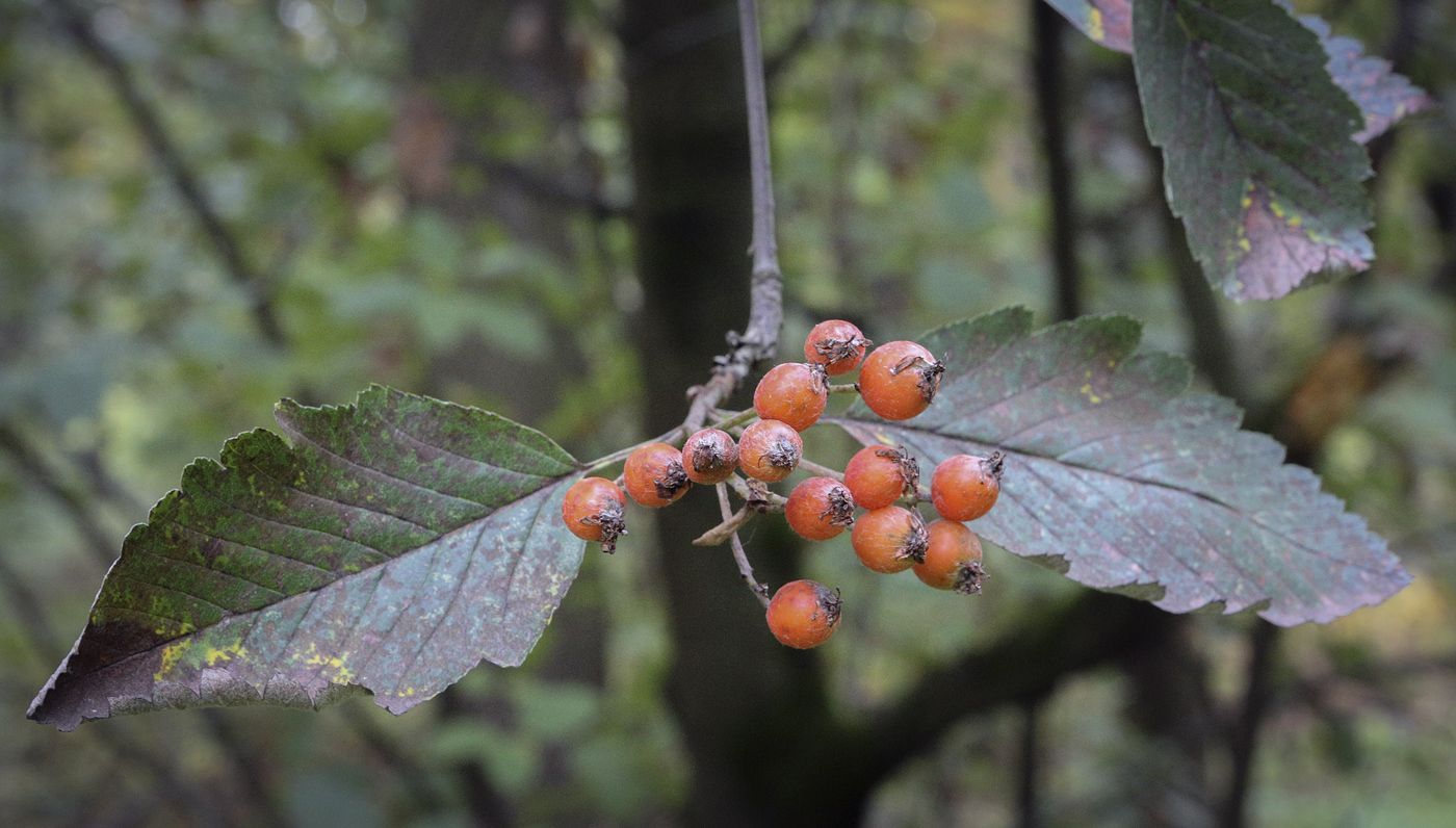 Image of Sorbus hybrida specimen.