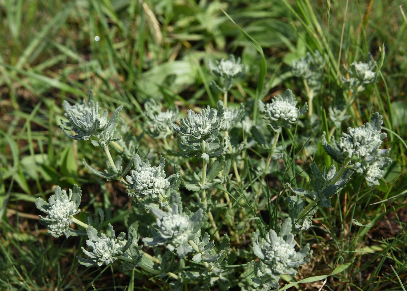 Image of Teucrium capitatum specimen.