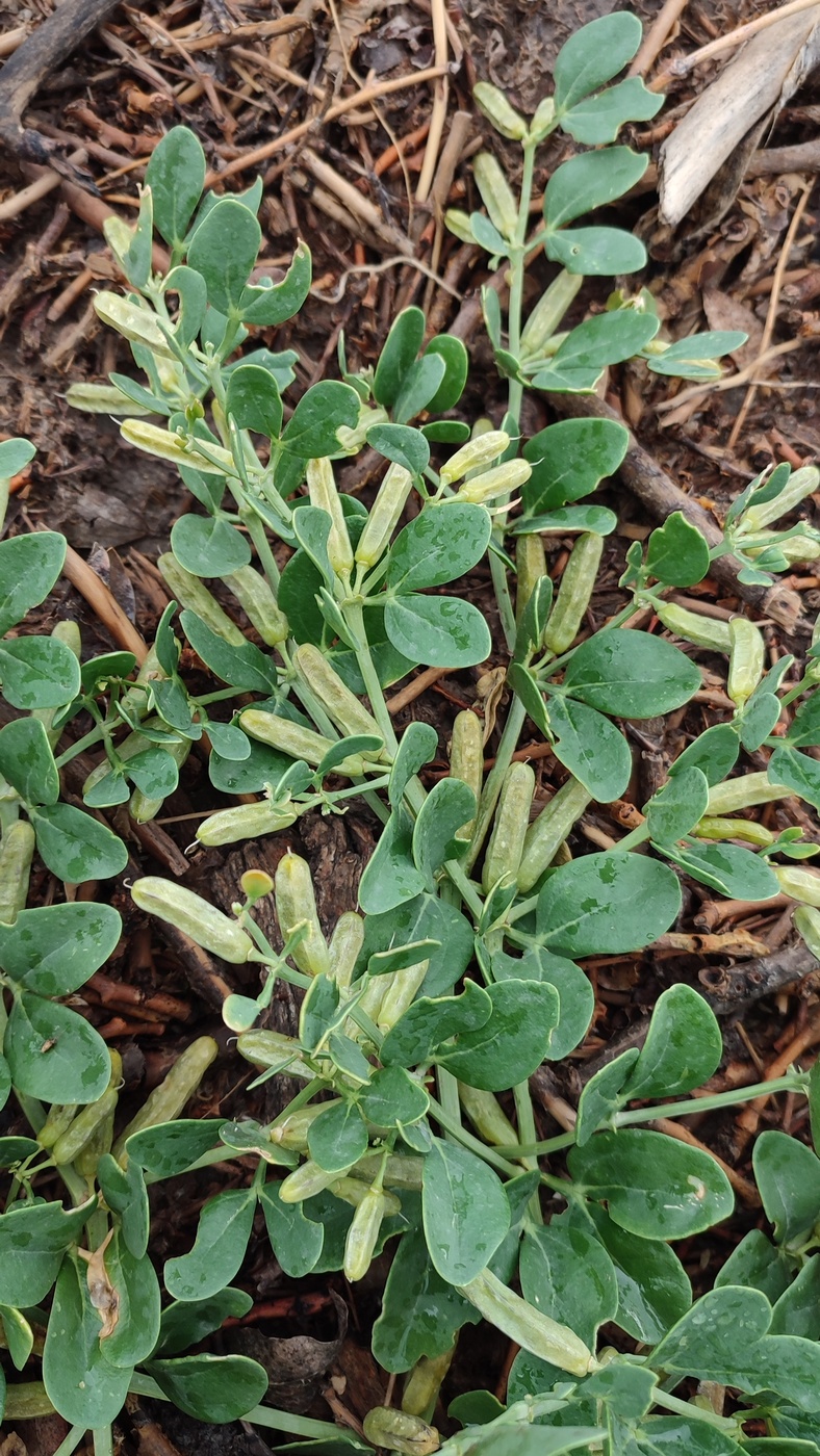 Image of Zygophyllum obliquum specimen.