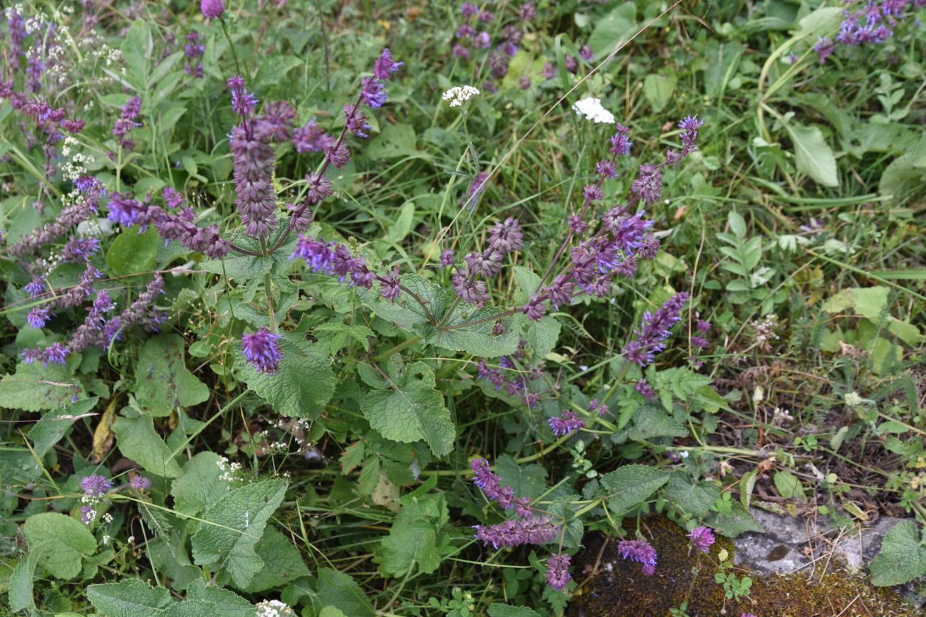 Изображение особи Salvia verticillata.