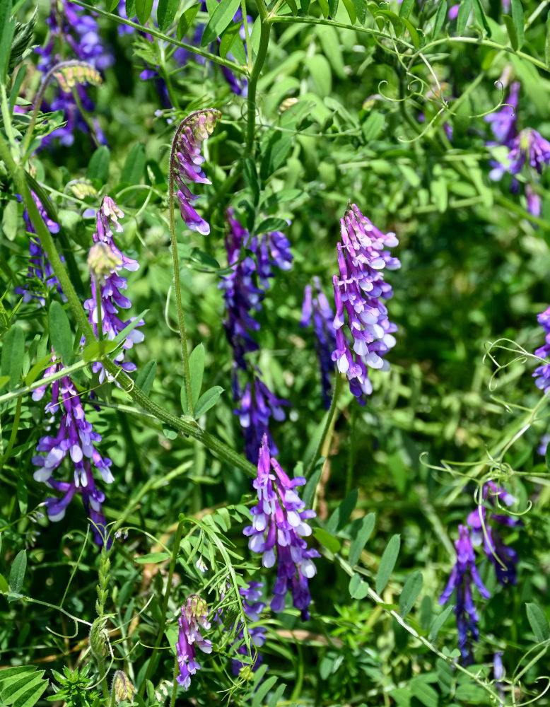 Изображение особи Vicia villosa.