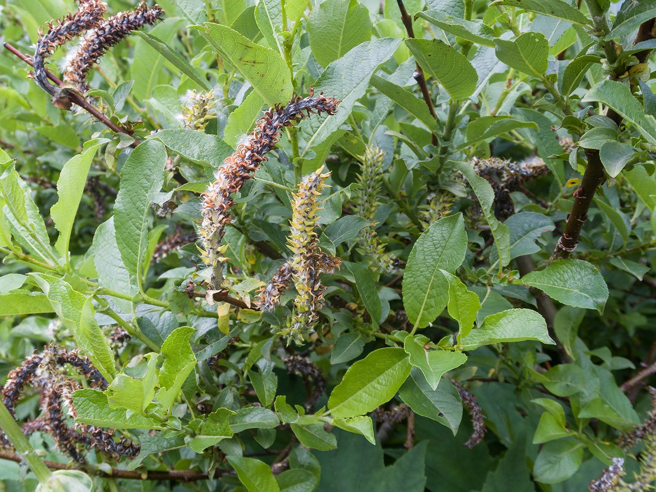 Image of genus Salix specimen.