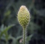 genus Papaver. Бутон. Пермский край, г. Пермь, Кировский р-н, клумба. 06.07.2023.