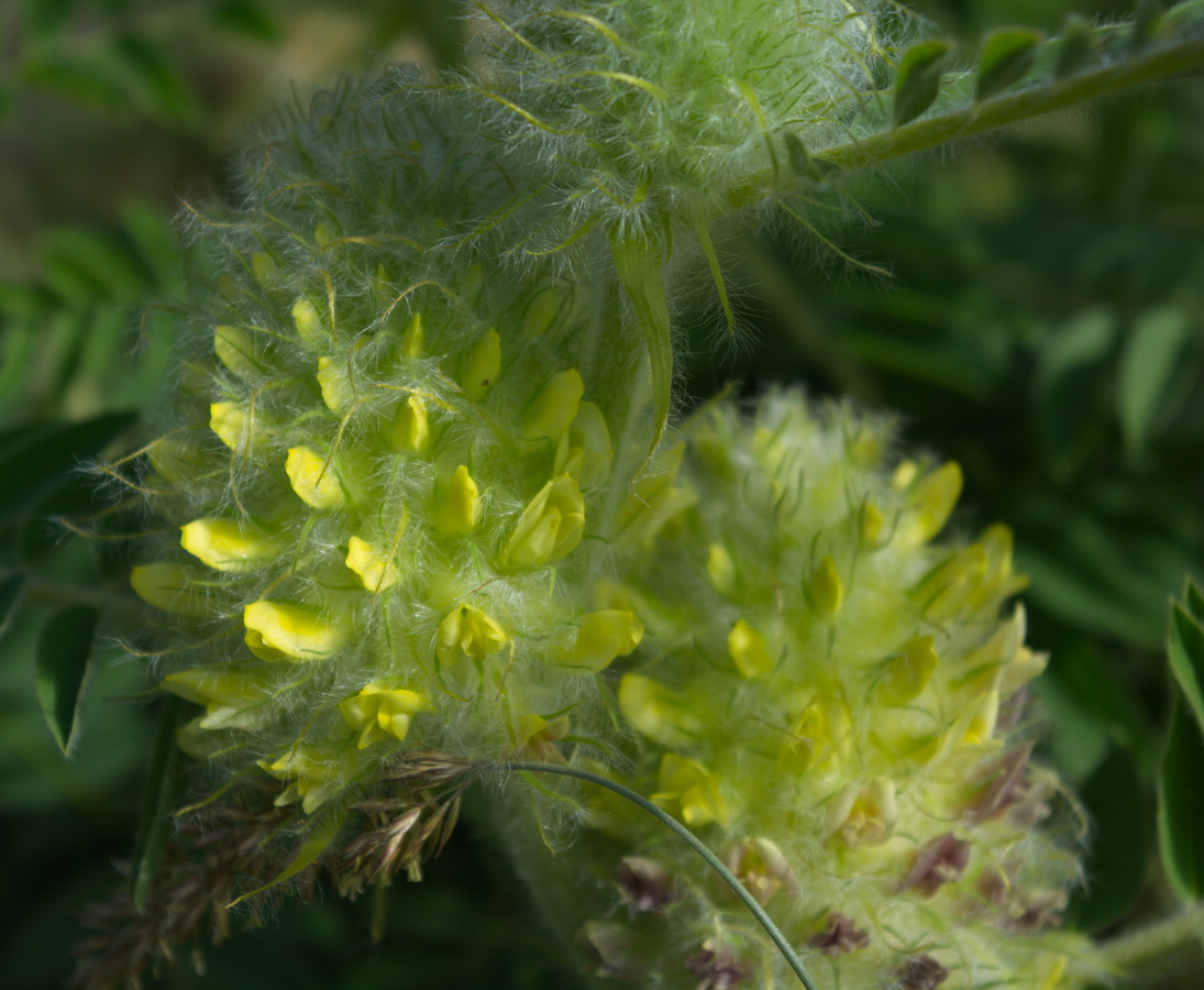 Изображение особи Astragalus maximus.