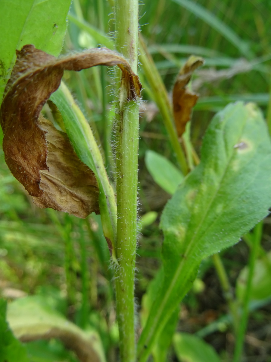 Изображение особи род Erigeron.