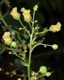 Scrophularia umbrosa. Верхушка соцветия с цветками и невызревшими плодами. Узбекистан, Кашкадарьинская обл., Китабский геологический заповедник; Зеравшанский хр., теснины р. Навобак, заросшая тропа на берегу реки. 22.07.2023.