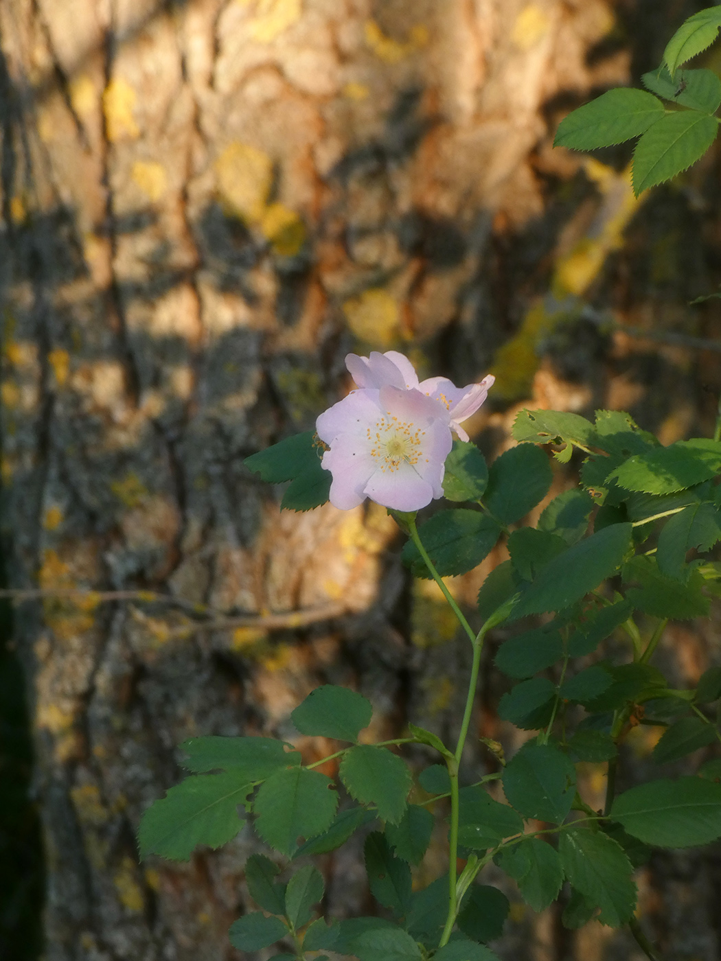 Image of genus Rosa specimen.