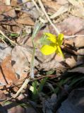 Viola uniflora. Цветущее растение с разворачивающимися листьями. Бурятия, Кабанский р-н, тополёво-берёзовый лес на склоне сопки у северного подножья хребта Хамар-Дабан. 22.05.2023.