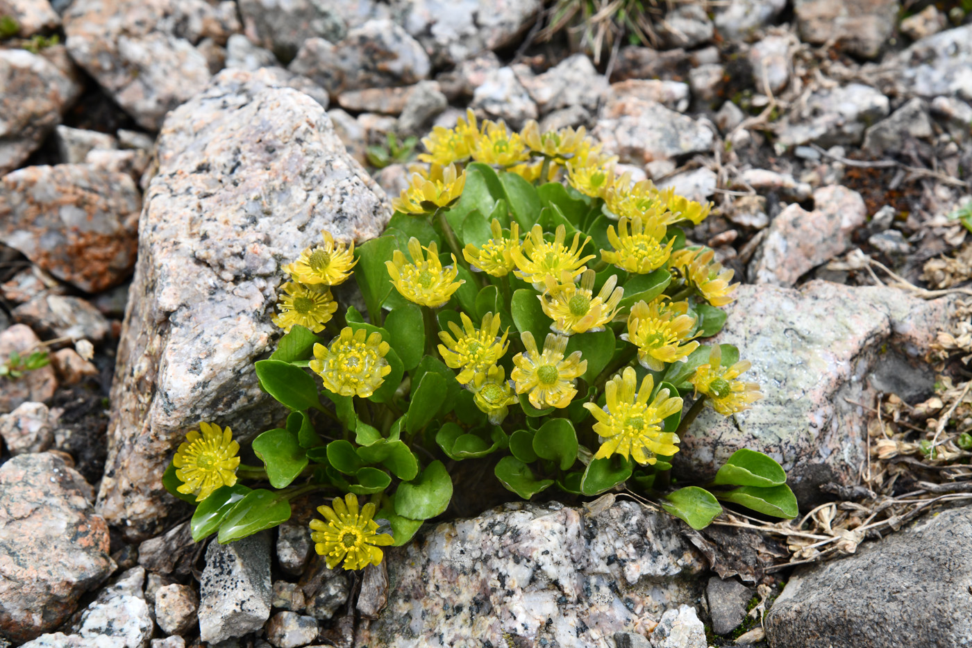 Изображение особи Oxygraphis glacialis.