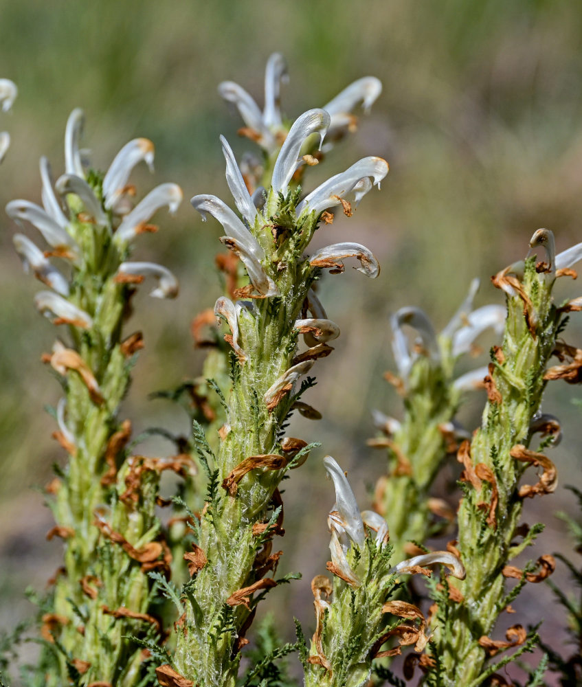 Image of Pedicularis achilleifolia specimen.