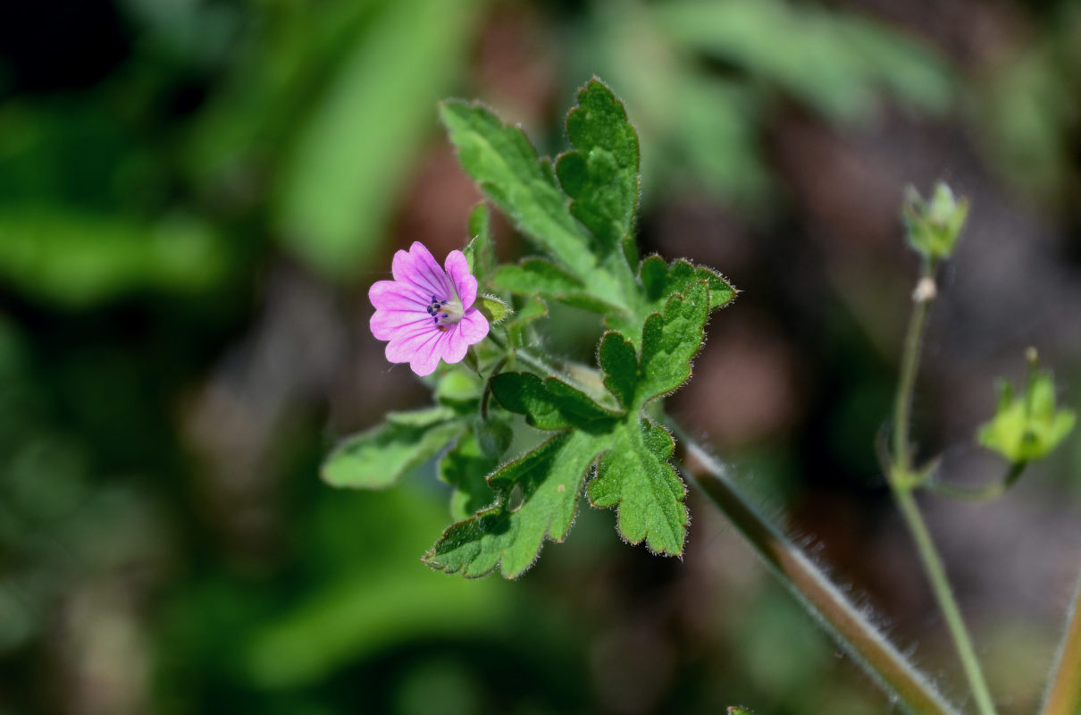 Image of Geranium divaricatum specimen.