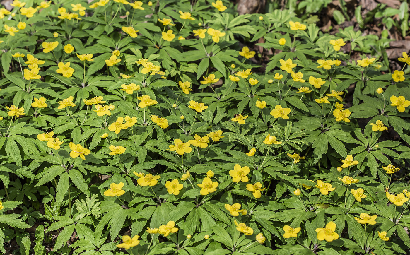 Изображение особи Anemone ranunculoides.