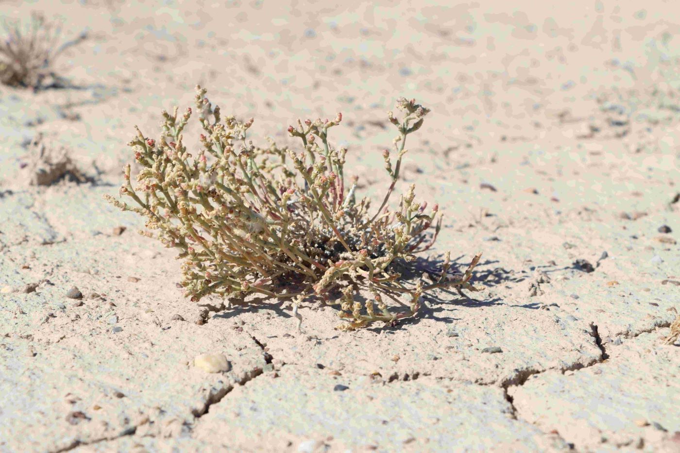 Image of Anabasis salsa specimen.