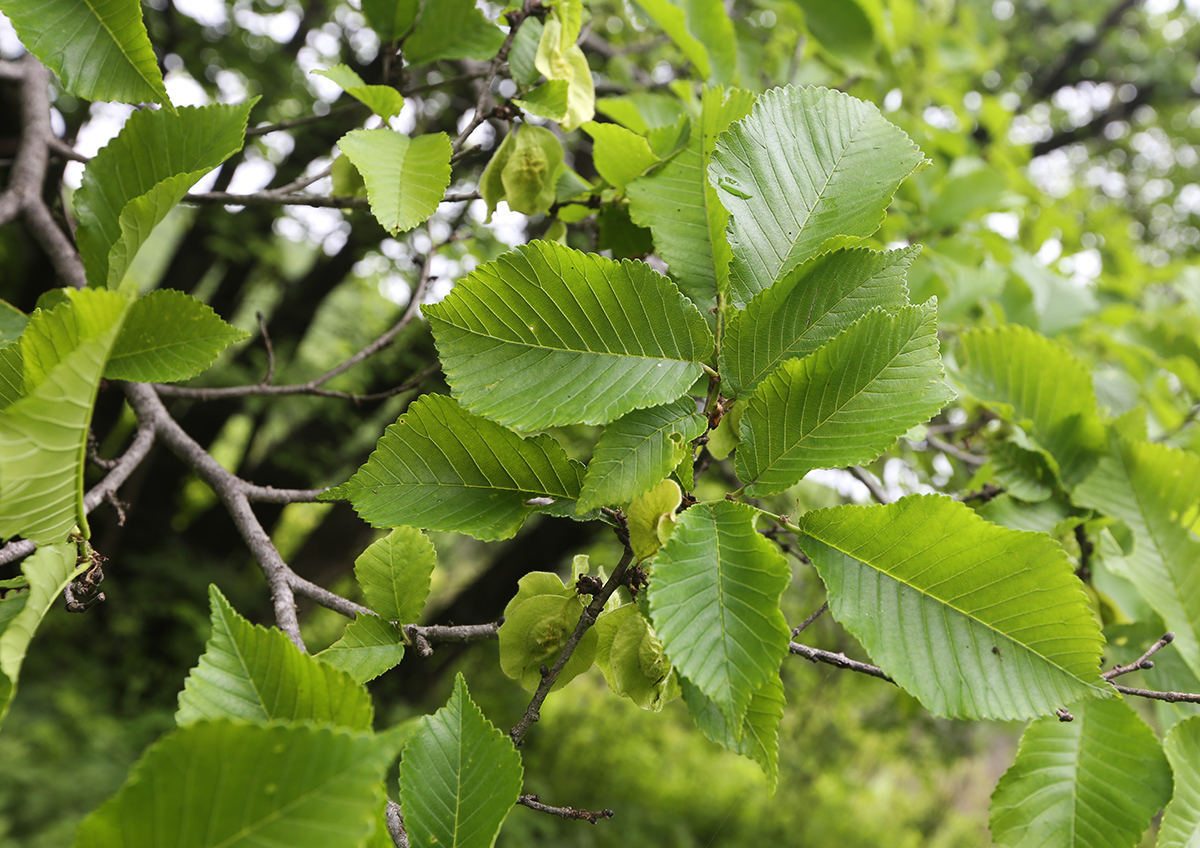 Изображение особи Ulmus macrocarpa.