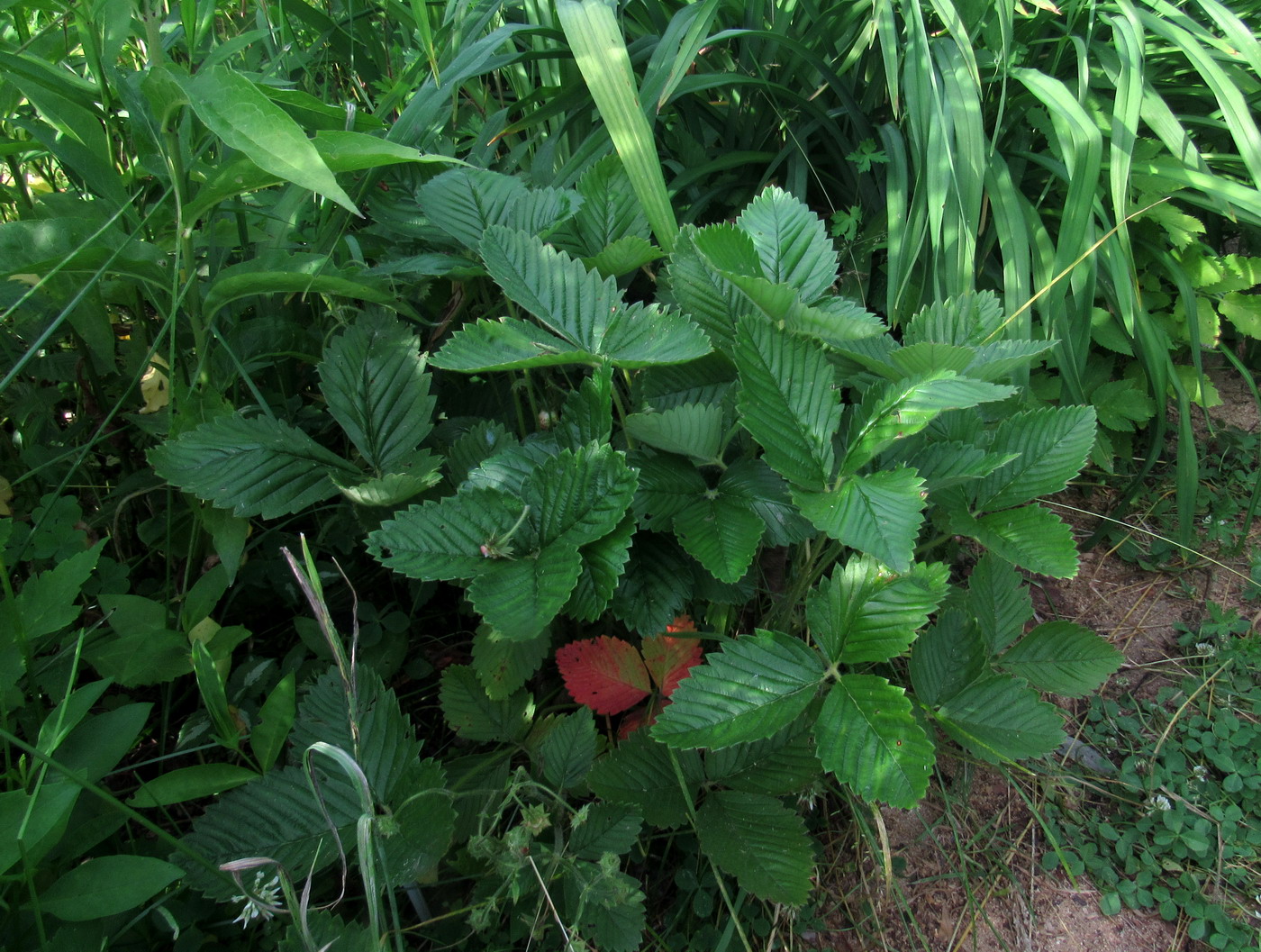 Изображение особи Fragaria moschata ssp. jenisseensis.