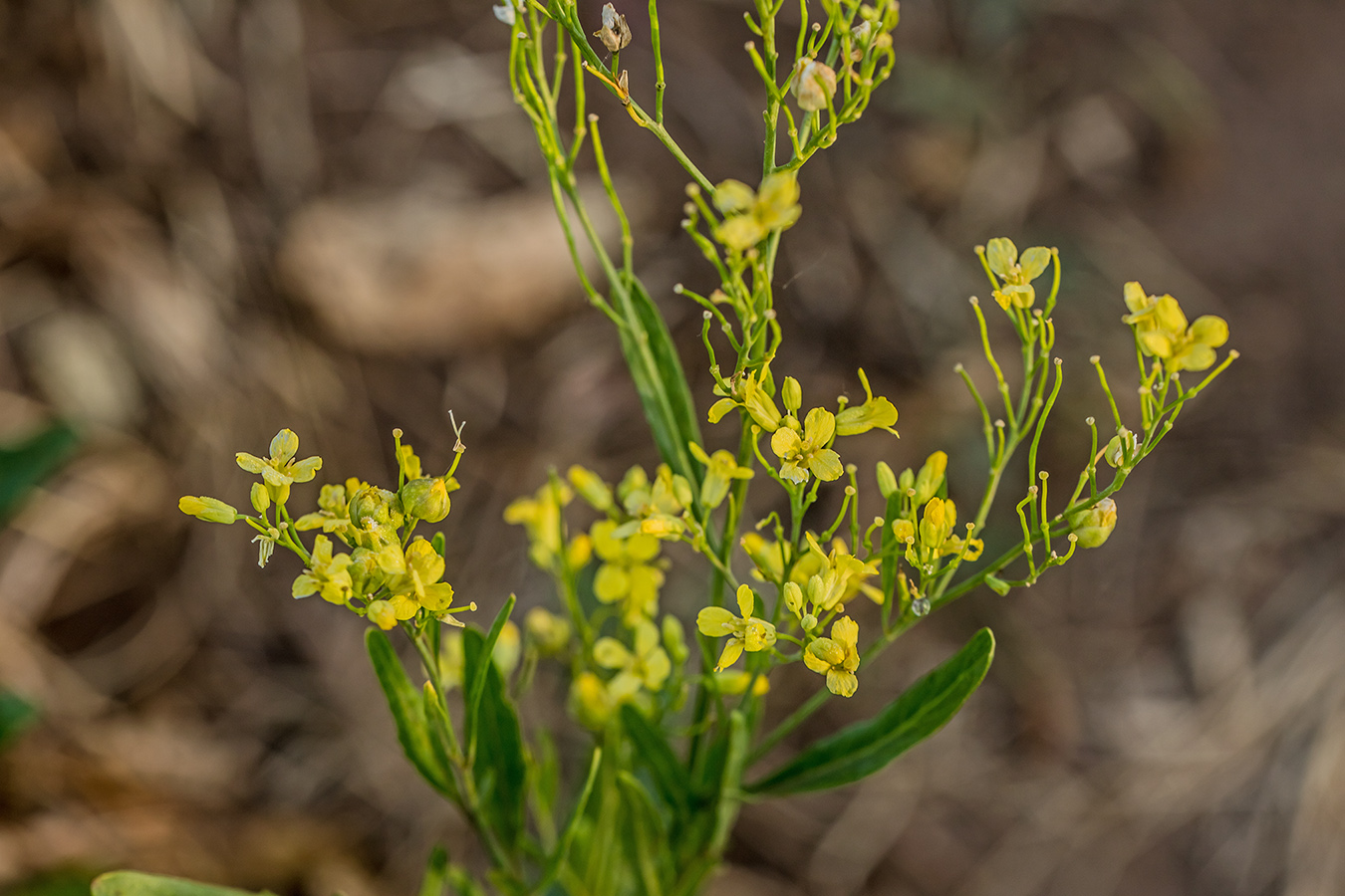 Изображение особи род Sisymbrium.