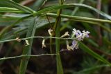 Astragalus austriacus. Соцветие. Тульская обл., Куркинский р-н, окр. степного урочища Горки, берег р. Дон, луг. 30 июля 2024 г.