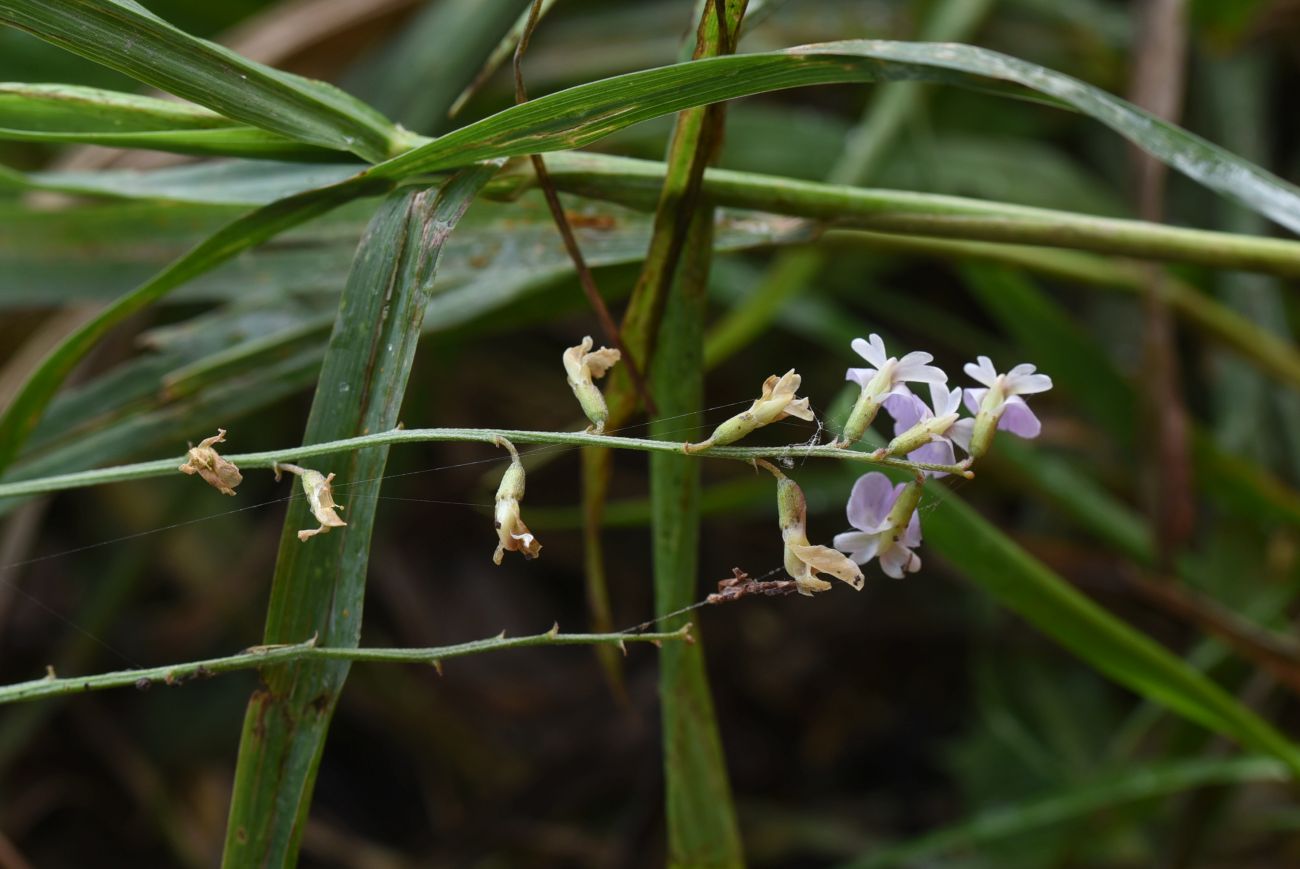 Изображение особи Astragalus austriacus.