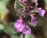 Teucrium chamaedrys. Цветки в нижней части соцветия и листья. Краснодарский край, м/о Анапа, окр. пос. Куматырь, дол. р. Куматырь, средний пруд, луговина перед зарослями кустарника. 18.06.2021.