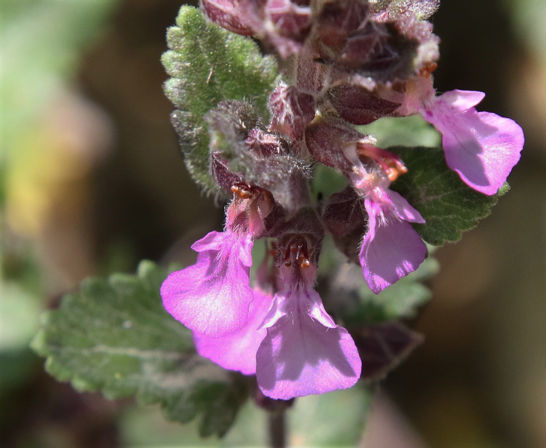 Изображение особи Teucrium chamaedrys.