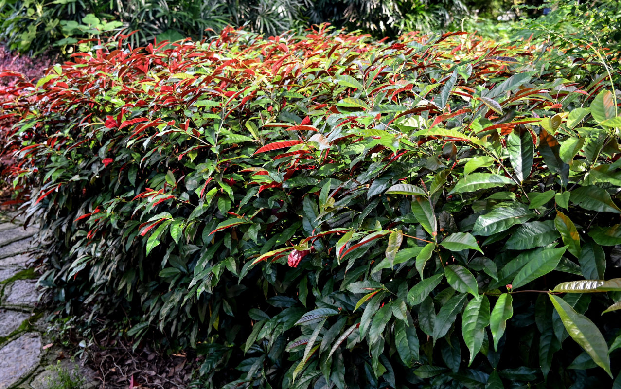 Изображение особи Excoecaria cochinchinensis.