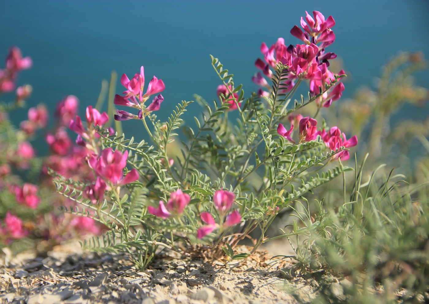 Image of Hedysarum tauricum specimen.