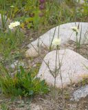 Scabiosa ochroleuca. Цветущее растение. Кабардино-Балкария, Черекский р-н, окр. с/п Верхняя Балкария, берег р. Псыгансу, ≈ 2100 м н.у.м., среди валунов. 31.07.2024.