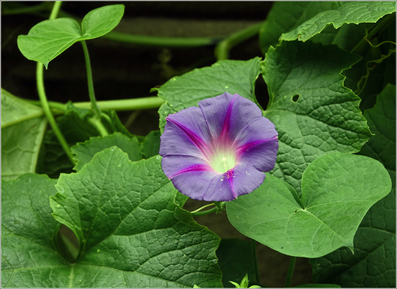 Image of Ipomoea purpurea specimen.