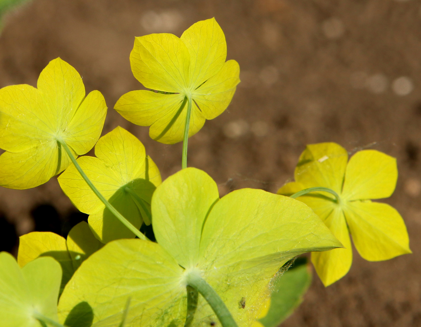 Изображение особи Bupleurum longifolium ssp. aureum.