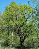 Quercus robur. Взрослое дерево. Брянская обл., г. Брянск, долина р. Десна, опушка широколиственного леса. 02.05.2024.