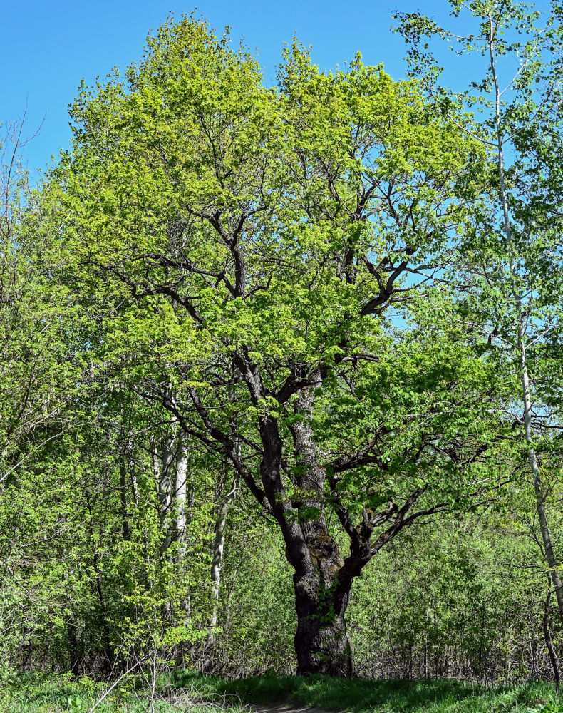 Изображение особи Quercus robur.