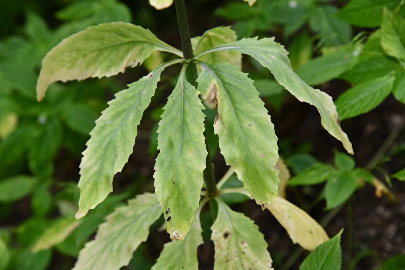 Image of Ostrowskia magnifica specimen.