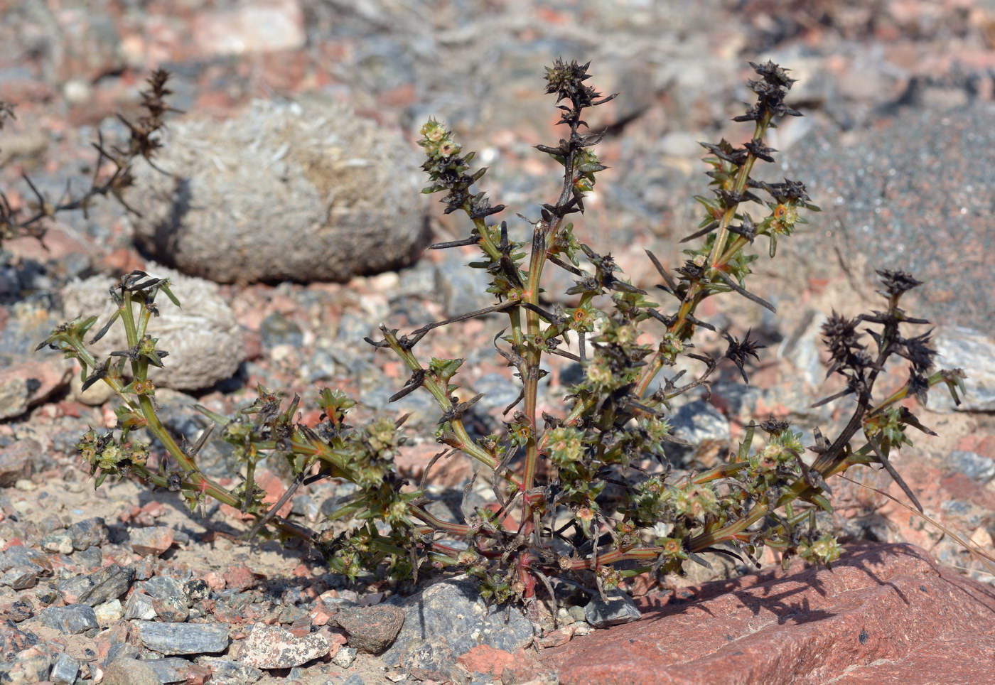 Image of genus Salsola specimen.