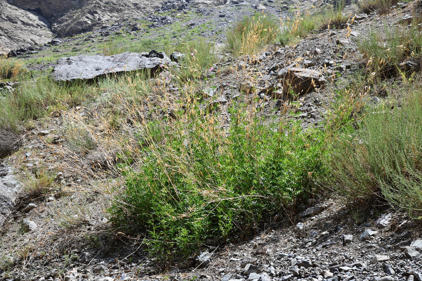 Image of Incarvillea olgae specimen.